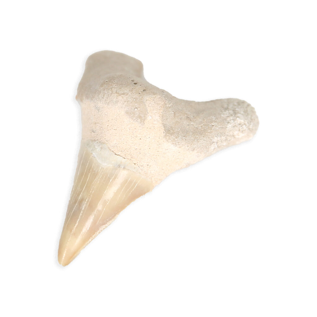 DENT DE REQUIN FOSSI
