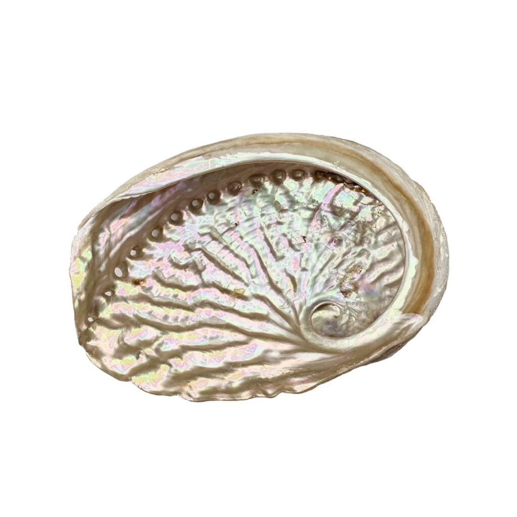 Coquille d’ormeau 12-13 cm