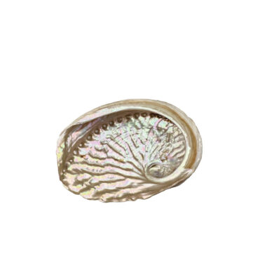 Coquille d’ormeau 7-8 cm